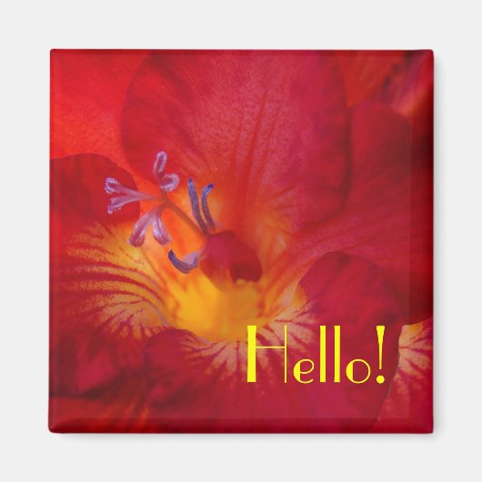 Freesia Hallo! Magnet (Vorne)