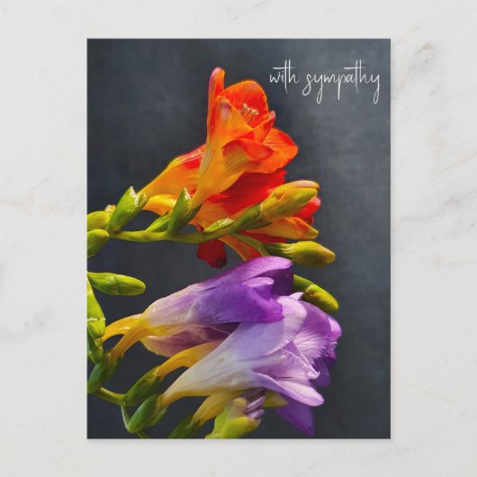 Freesia im dunklen Hintergrund. Mit Beileid Postkarte (Vorderseite)