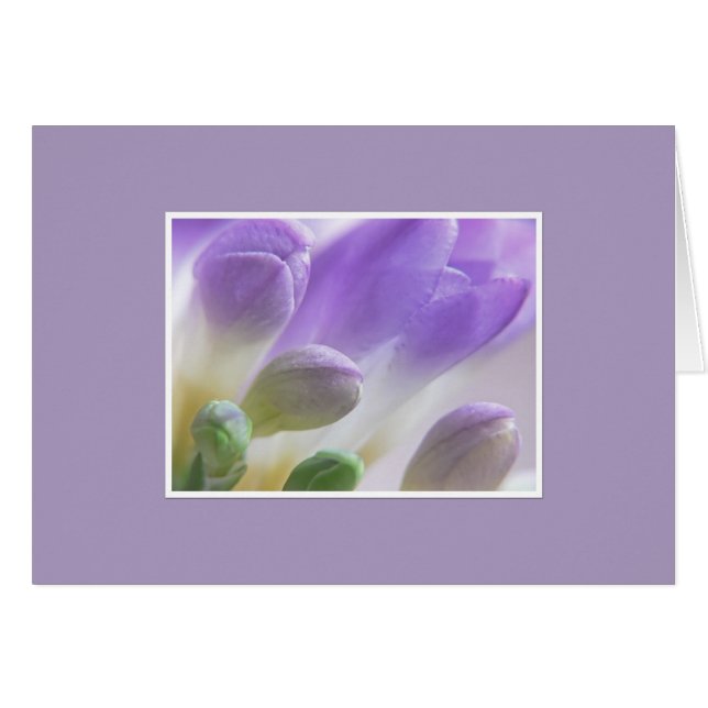 Freesia-Knospen (Vorderseite (Horizontal))