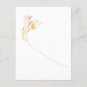 Freesia No. 3 getrocknet Postkarte