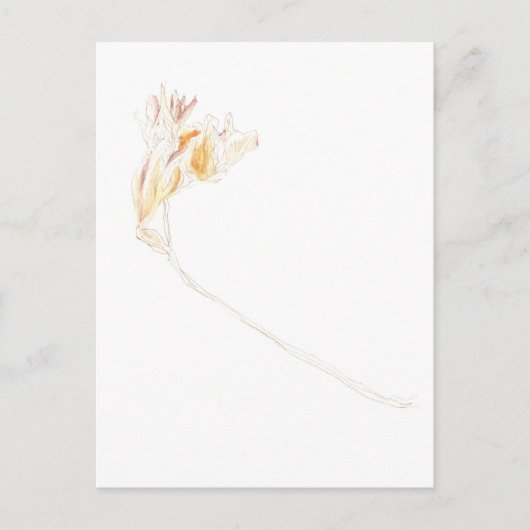 Freesia No. 3 getrocknet Postkarte (Vorderseite)
