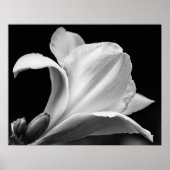 Freesia Poster (Vorne)