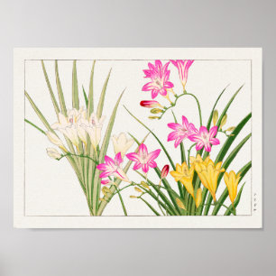 Freesia von Tanigami Konan Poster