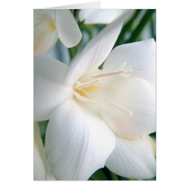 Freesia | weiß | (Vorne)