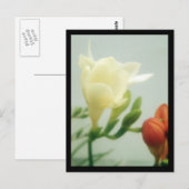 Freesias | postkarte (Vorne/Hinten)