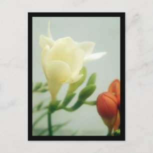 Freesias   postkarte