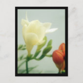 Freesias | postkarte (Vorderseite)
