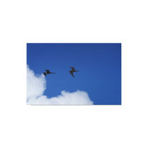 Fregattvögel in Südamerika