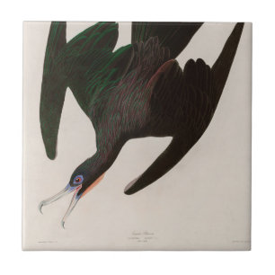 Fregattvogel Pelikan Vögel Amerikas Audubon Druck Fliese