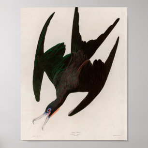 Fregattvogel Pelikan Vögel Amerikas Audubon Druck Poster