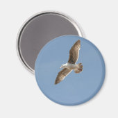 Frei als Vogel (Seagull fliegen) Magnet (Vorderseite/Rückseite)
