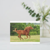 frei laufen postkarte (Stehend Vorderseite)