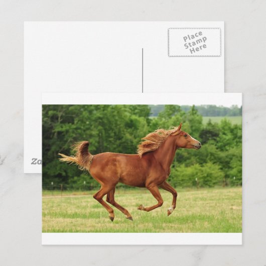 frei laufen postkarte (Vorne/Hinten)