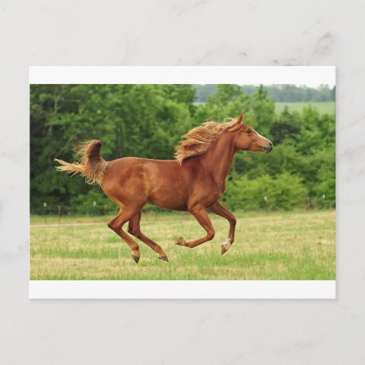 frei laufen postkarte (Vorderseite)