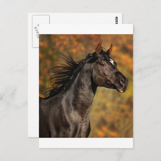 frei laufen postkarte (Vorne/Hinten)