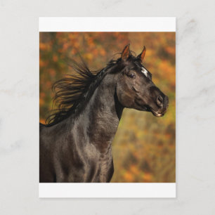 frei laufen postkarte