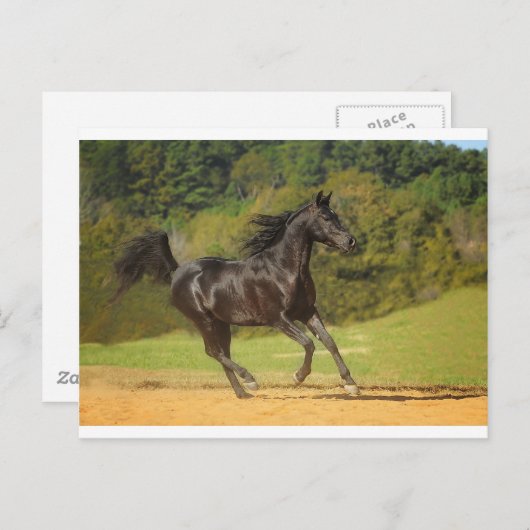 frei laufen postkarte (Vorne/Hinten)