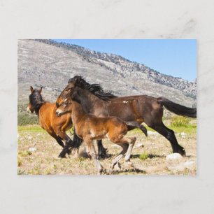 Freie Geister Postkarte