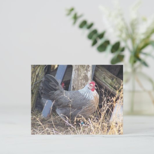 Freie Strecken-silbernes Grau Dorking Henne Postkarte (Stehend Vorderseite)