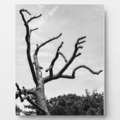 freier Baum Fotoplatte (Vorderseite)