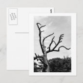 freier Baum Postkarte (Vorne/Hinten)