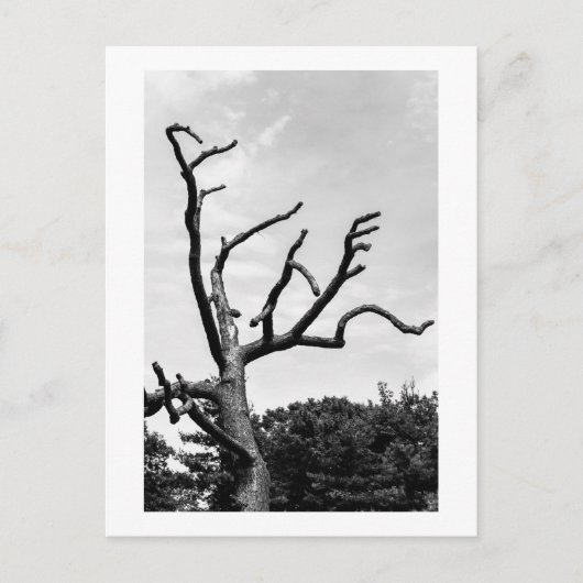 freier Baum Postkarte (Vorderseite)