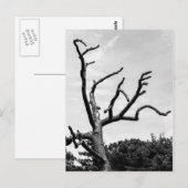 freier Baum Postkarte (Vorne/Hinten)