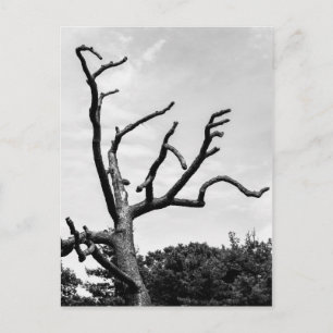 freier Baum Postkarte