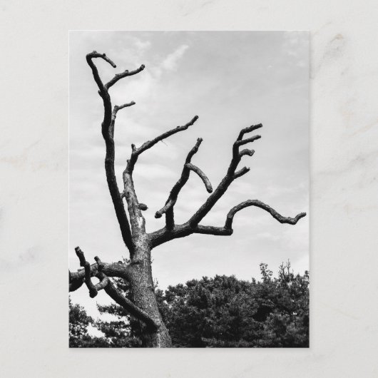 freier Baum Postkarte (Vorderseite)