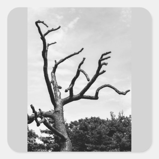 freier Baum Quadratischer Aufkleber (Vorderseite)