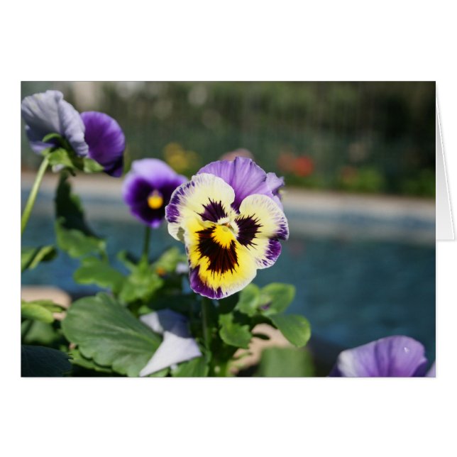 Freier Raum, Viola (Vorderseite (Horizontal))