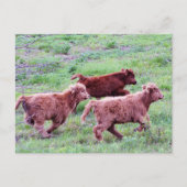 Freier Run auf dem Feld Postkarte (Vorderseite)