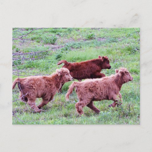 Freier Run auf dem Feld Postkarte (Vorderseite)