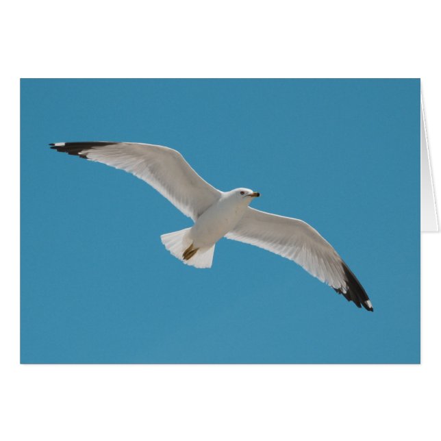 Freiheit (Vorderseite (Horizontal))