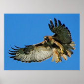 Freiheit des Roten Schwanzes Poster (Vorne)