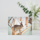 Freilandkaninchen Postkarte (Stehend Vorderseite)