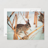 Freilandkaninchen Postkarte (Vorne/Hinten)