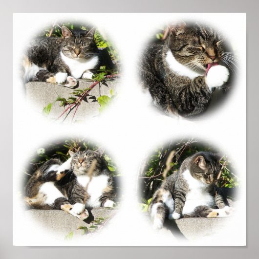 Freizeit einer Katzen-Collage Poster (Vorne)