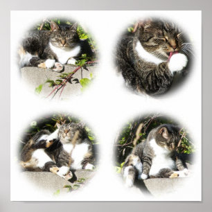 Freizeit eines Katzen-Collagen-Druckes Poster
