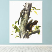 Fremont's Eichhörnchen, Sooty Eichhörnchen, von Au Leinwanddruck (Insitu (Holzboden))