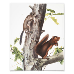 Fremonts Eichhörnchen und Ruß-Eichhörnchen-Illustr Fotodruck