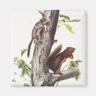 Fremonts Eichhörnchen und Ruß Eichhörnchen Illustr Magnet