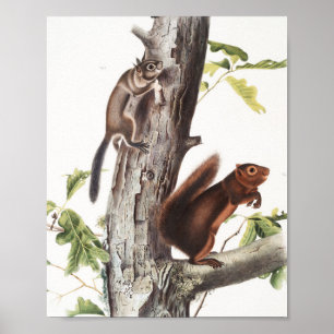 Fremonts Eichhörnchen und Ruß-Eichhörnchen-Illustr Poster