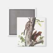 Fremont's Eichhörnchen und Sooty Eichhörnchen Illu Magnet (Vorderseite/Rückseite)