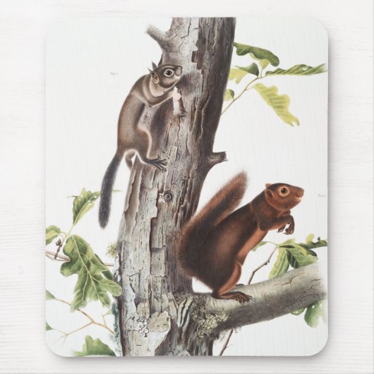 Fremont's Eichhörnchen und Sooty Eichhörnchen Illu Mousepad (Vorne)