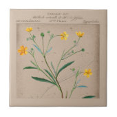 French Botanical Buttercup Abbildung Fliese (Vorderseite)