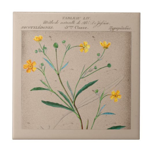 French Botanical Buttercup Abbildung Fliese (Vorderseite)