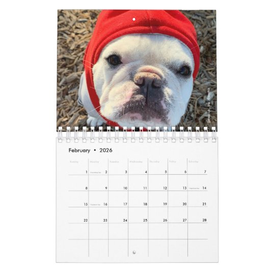 French Bulldog Calendar-Fredrick the Frenchie Cale Kalender (Feb 2026)