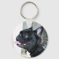 French bulldog dog