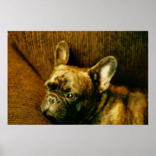 French Bulldog Foto Poster